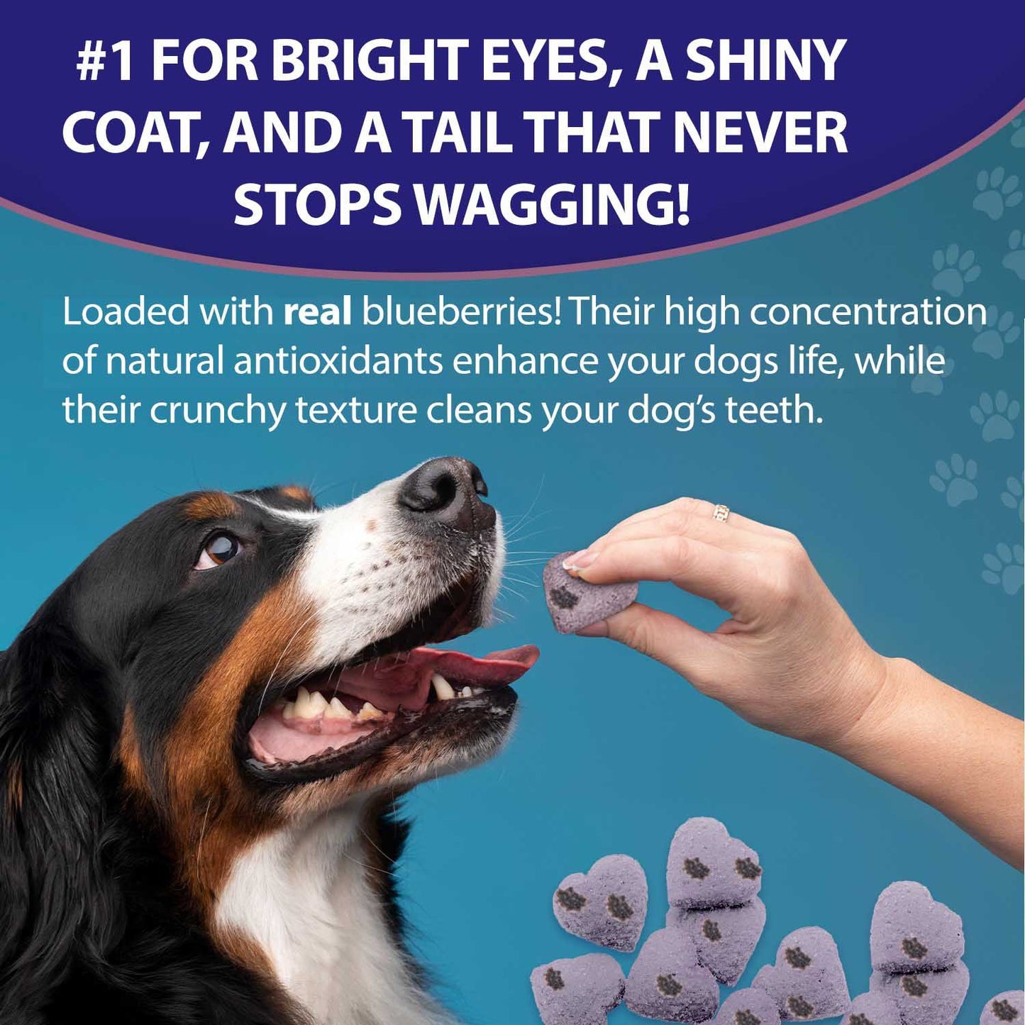Blueberry Antioxidant Dog Treats